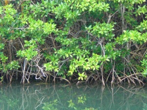 mangroves 