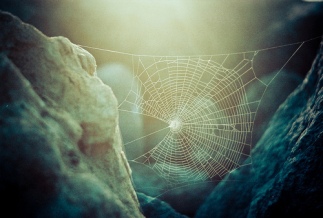 spider web stretched between rocks